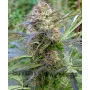 Red Purps Feminised